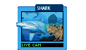 Watch hammerhead sharks and pelagic rays in action.