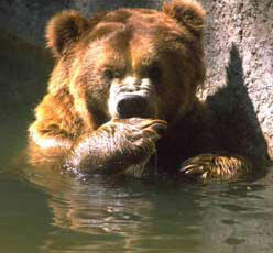 bear2