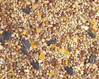 Bird Seed