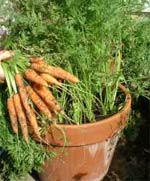 How to grow carrots - in a pot, or not.
