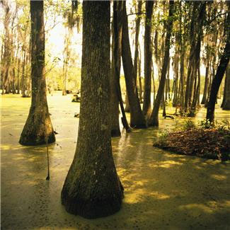 A Marsh? A Bog? A Swamp? A Fen? - Sierra Club BC