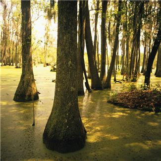 cypress swamp