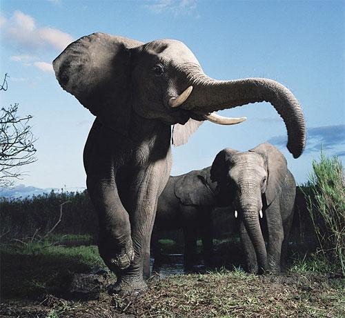 Elephants!