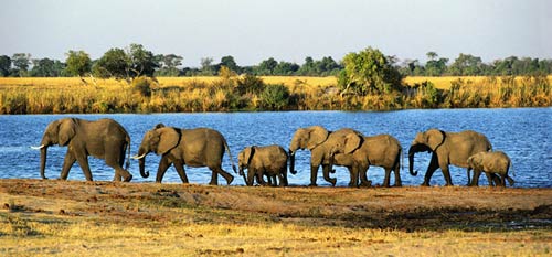 an elephant herd