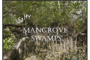 mangrove swamp