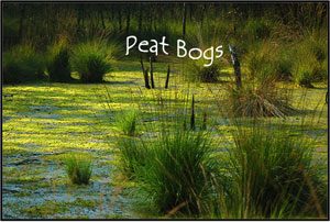 peat bogs