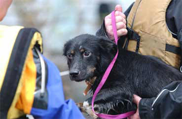 Hurricane Katrina Victim rescued by IFAW