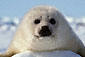 Photo: Baby seal
