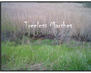 treeless marsh
