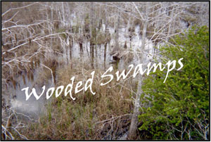 A Marsh? A Bog? A Swamp? A Fen? - Sierra Club BC